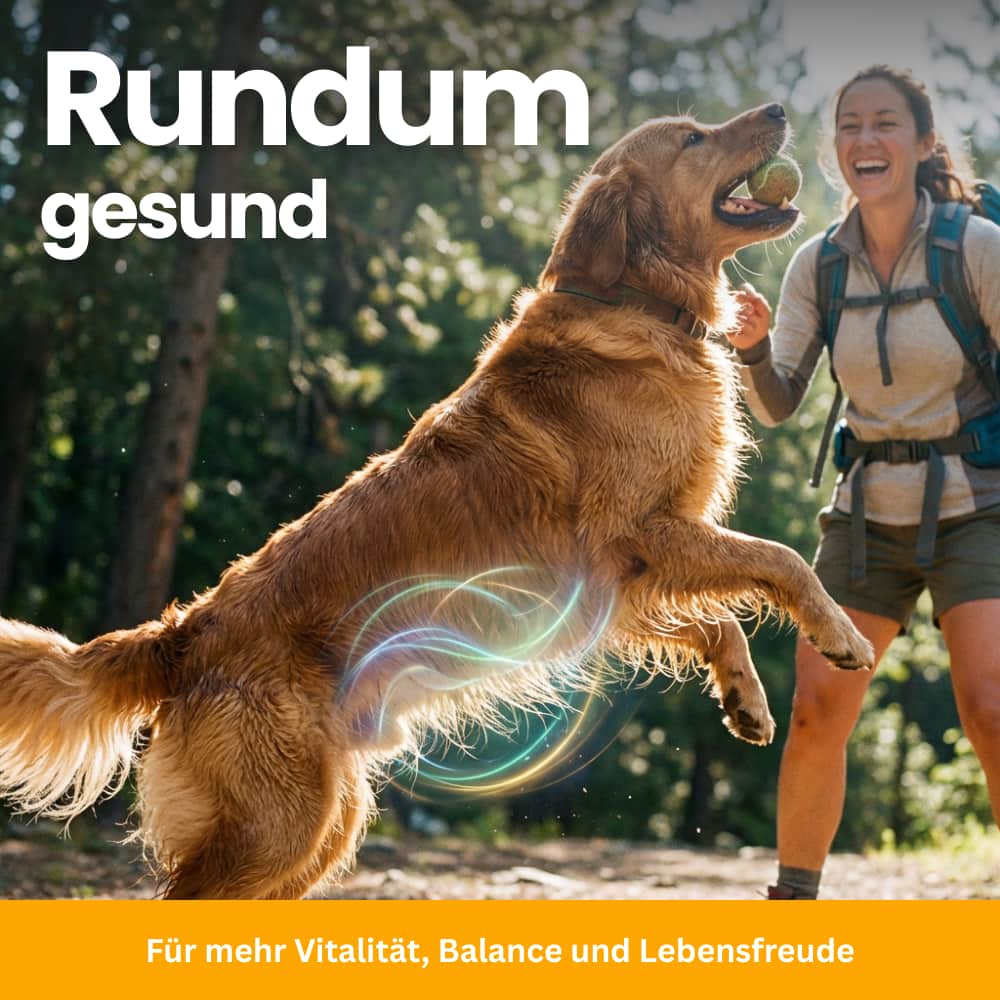 Hunde-Probiotika für Darm & Immunsystem