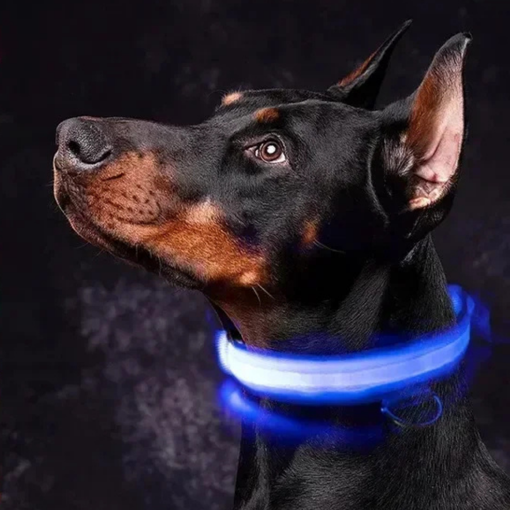LED Leuchthalsband