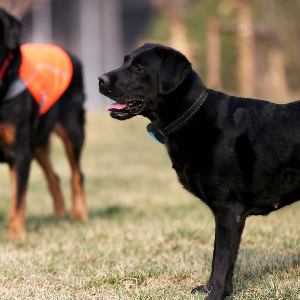 Tierfreundliches Anti-Bell Halsband