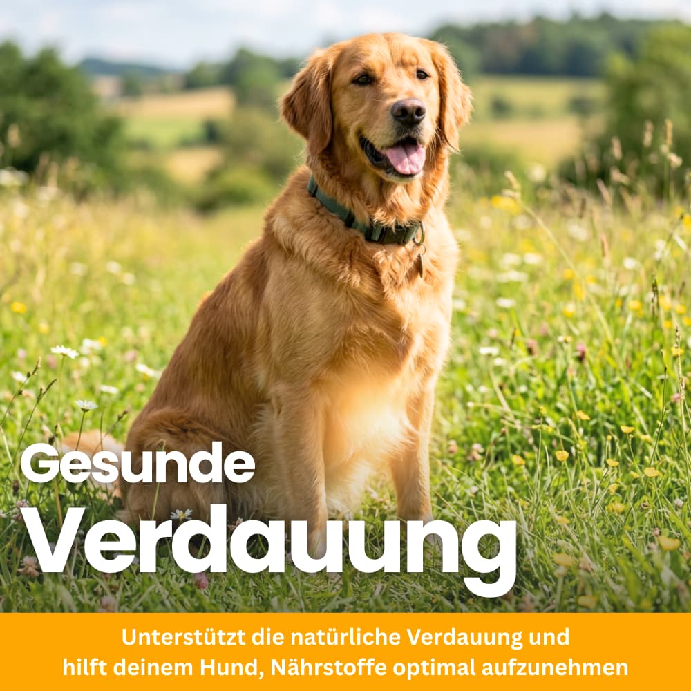 Probiotische Kausnacks für Hunde – Darm & Immunsystem