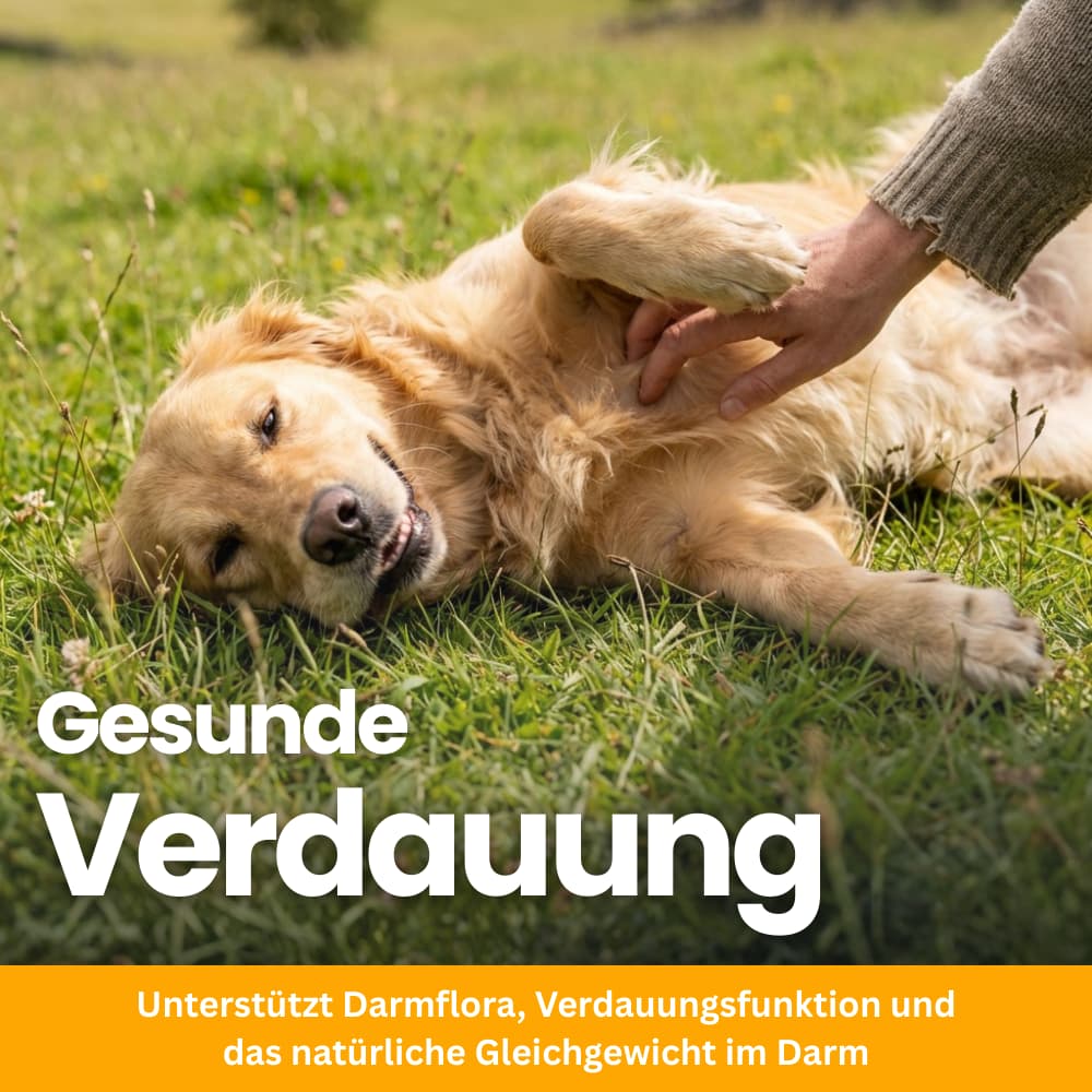 Probiotische Soft Chews für Hunde – Darm & Verdauung
