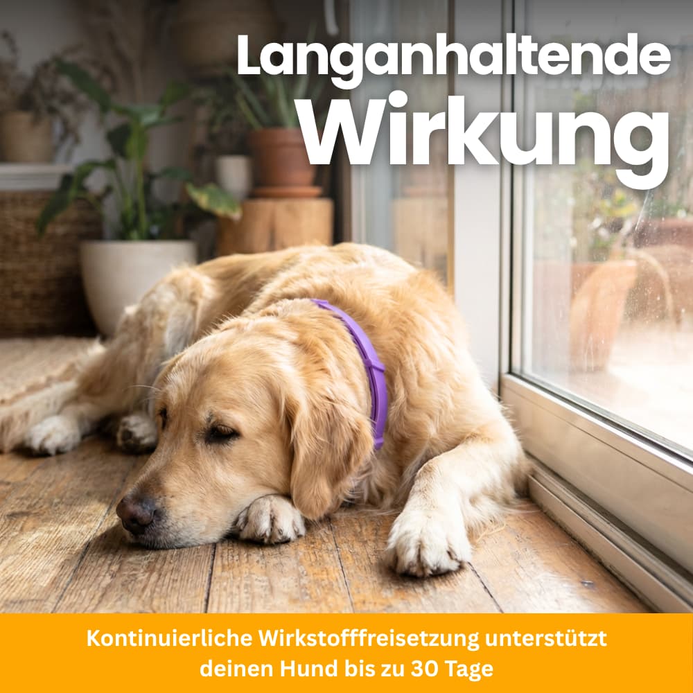 Tierfreundliches Anti-Stress Halsband für Hunde