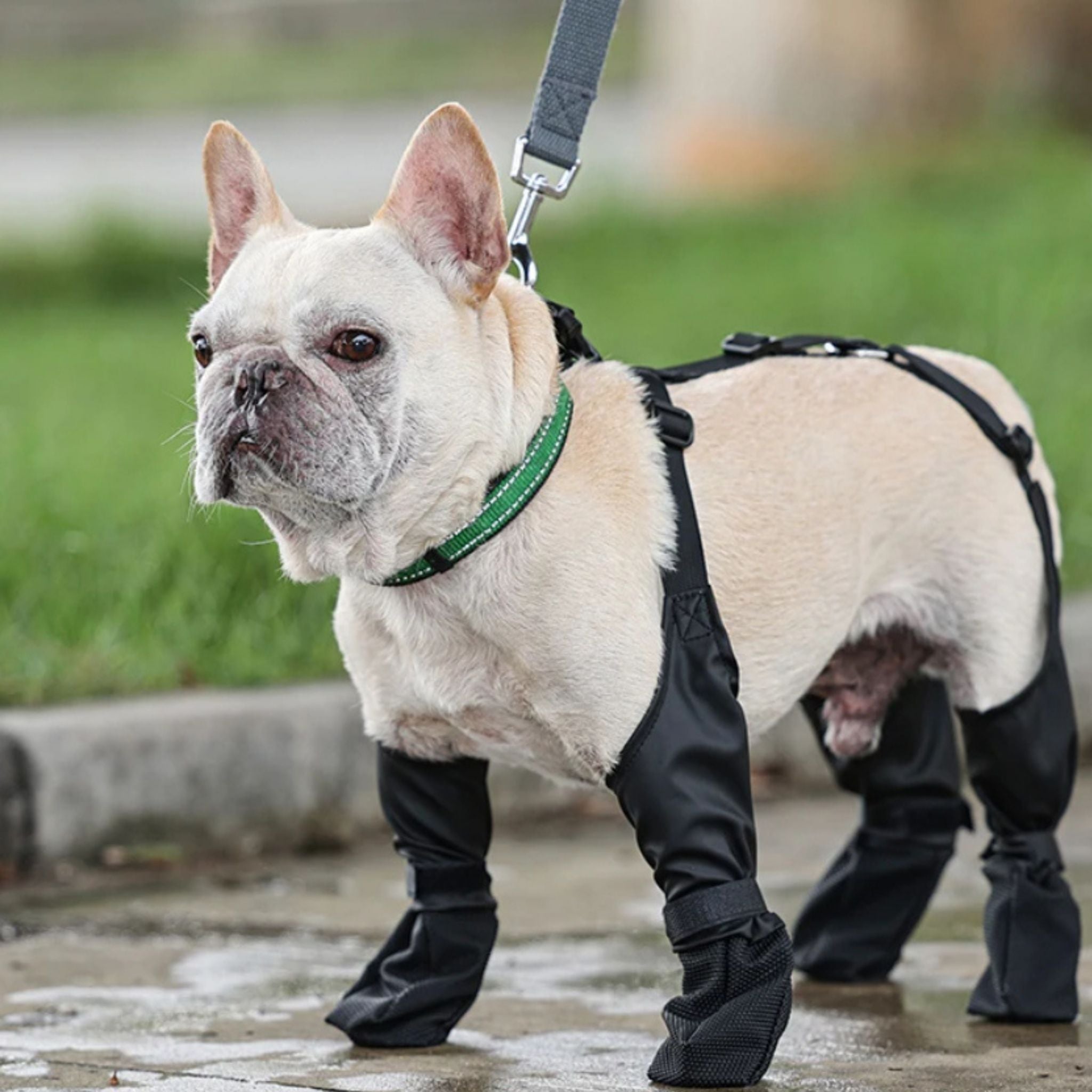 PawGrip - Wasserdichte & Rutschfeste Hundeschuhe