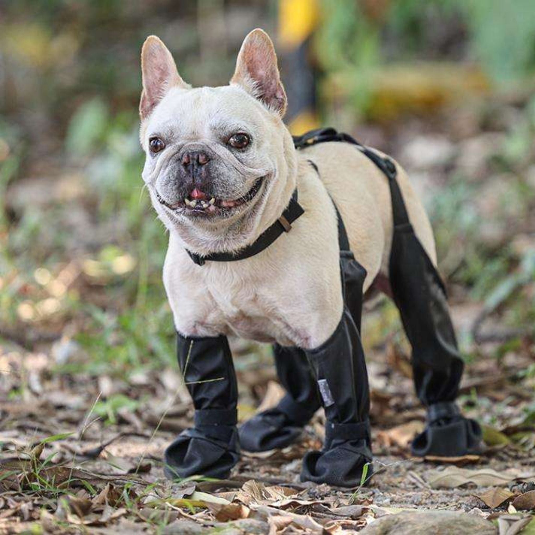 PawGrip - Wasserdichte & Rutschfeste Hundeschuhe