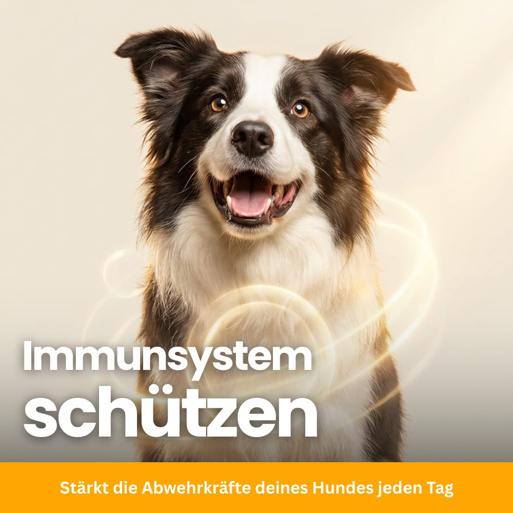 Hunde-Probiotika Soft Chews für Verdauung & Immunsystem