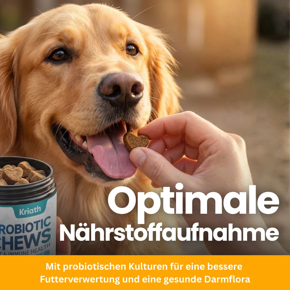 Hunde-Probiotika für Darm & Immunsystem