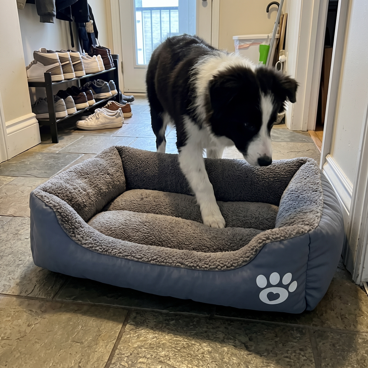 Border Collie steigt vom kalten Steinboden in das graue NapBox Hundebett