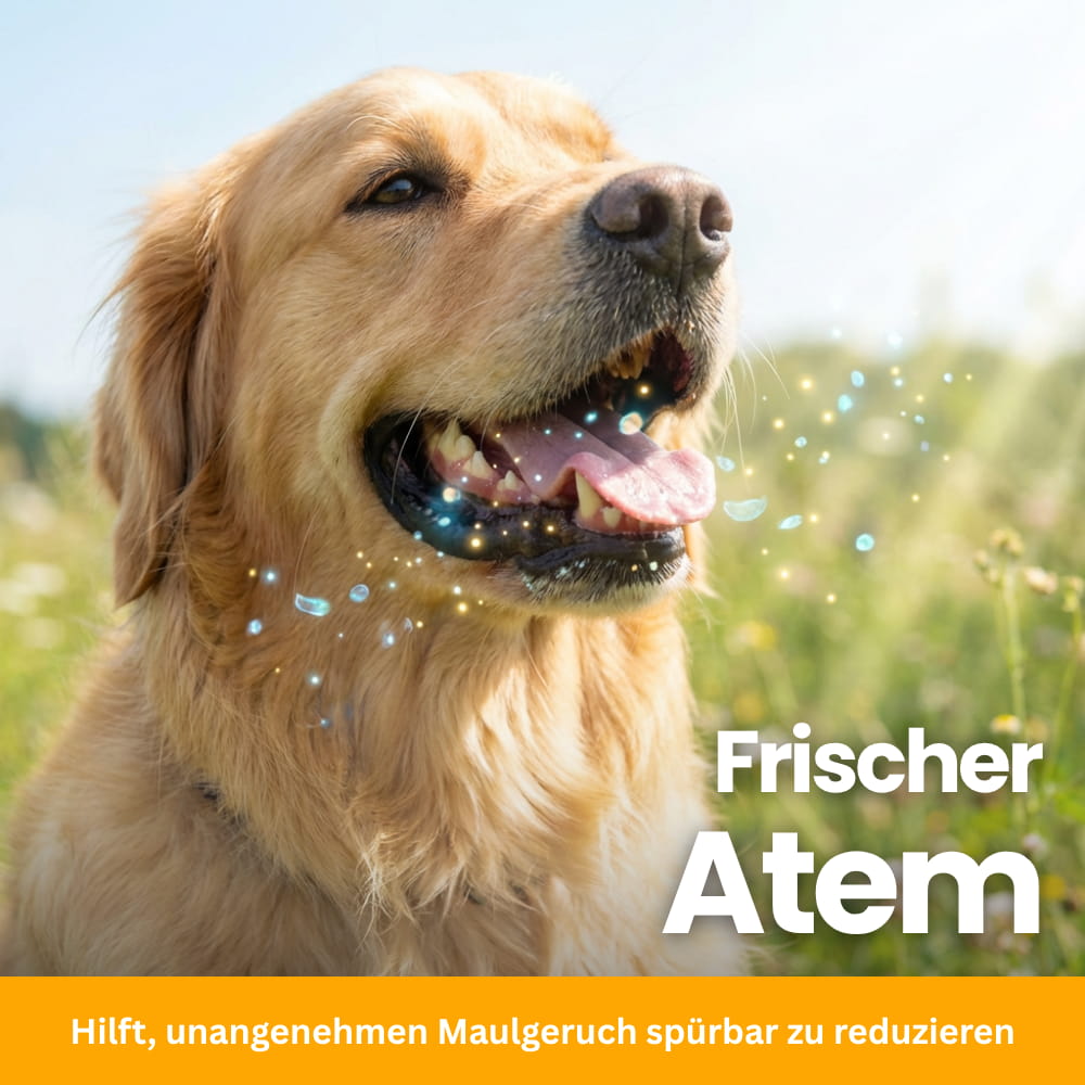 Verdauungskomplex für Hunde - Kautabletten gegen Kotfressen