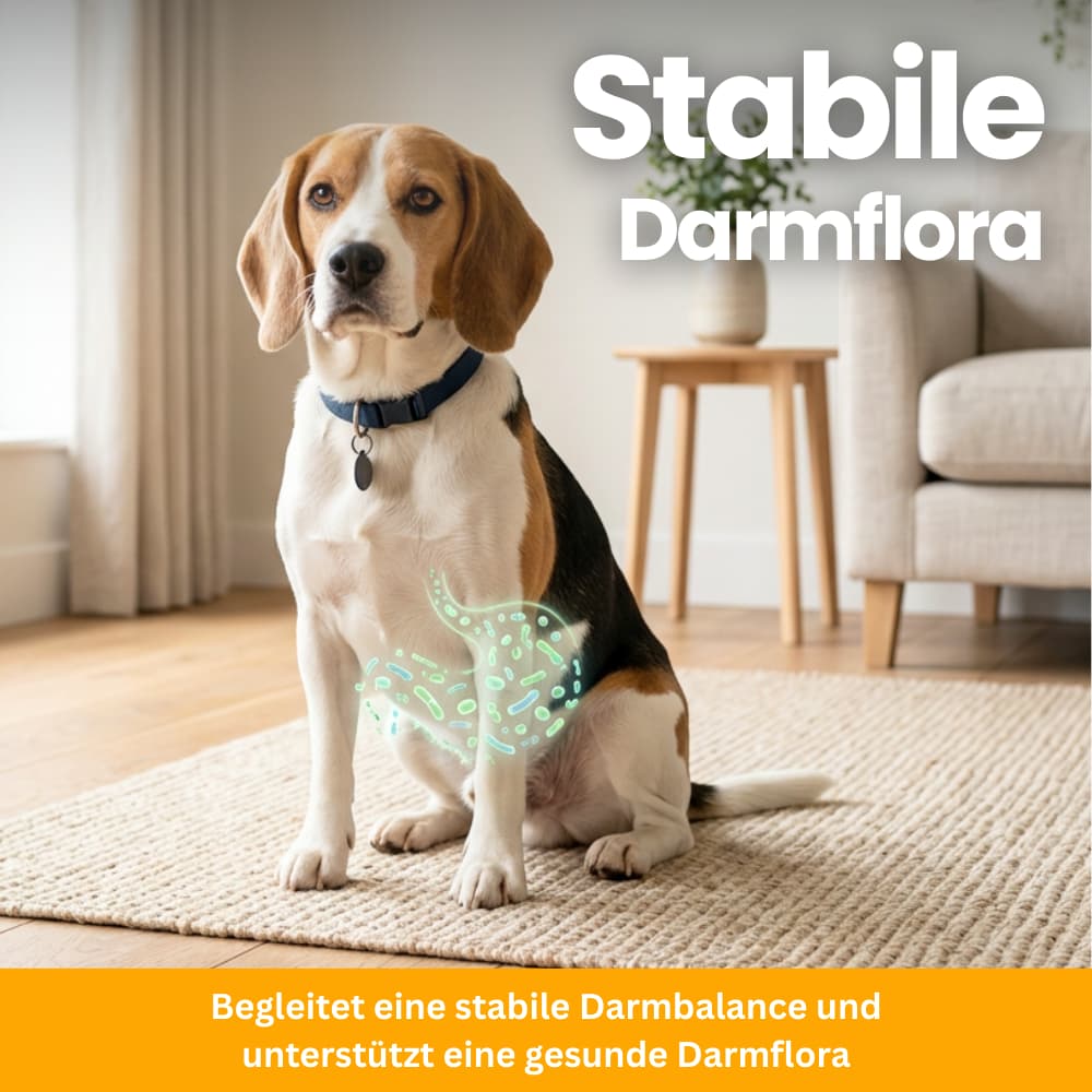Probiotische Kausnacks für Hunde – Darm & Immunsystem