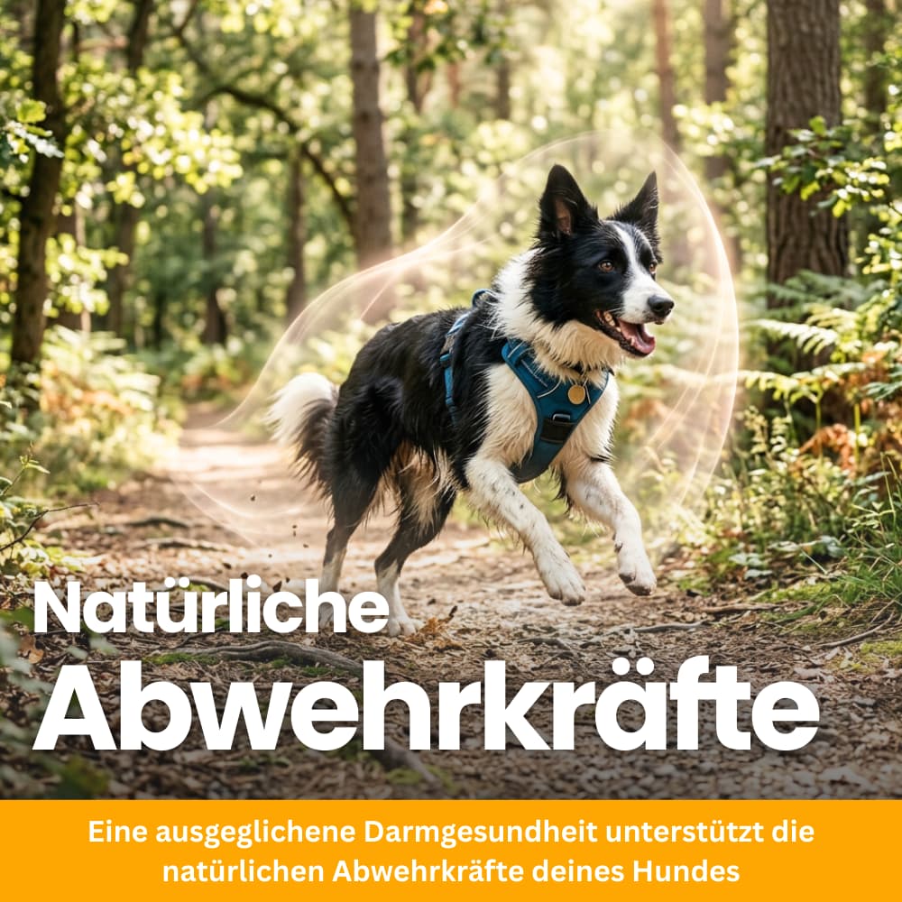 Probiotische Kausnacks für Hunde – Darm & Immunsystem