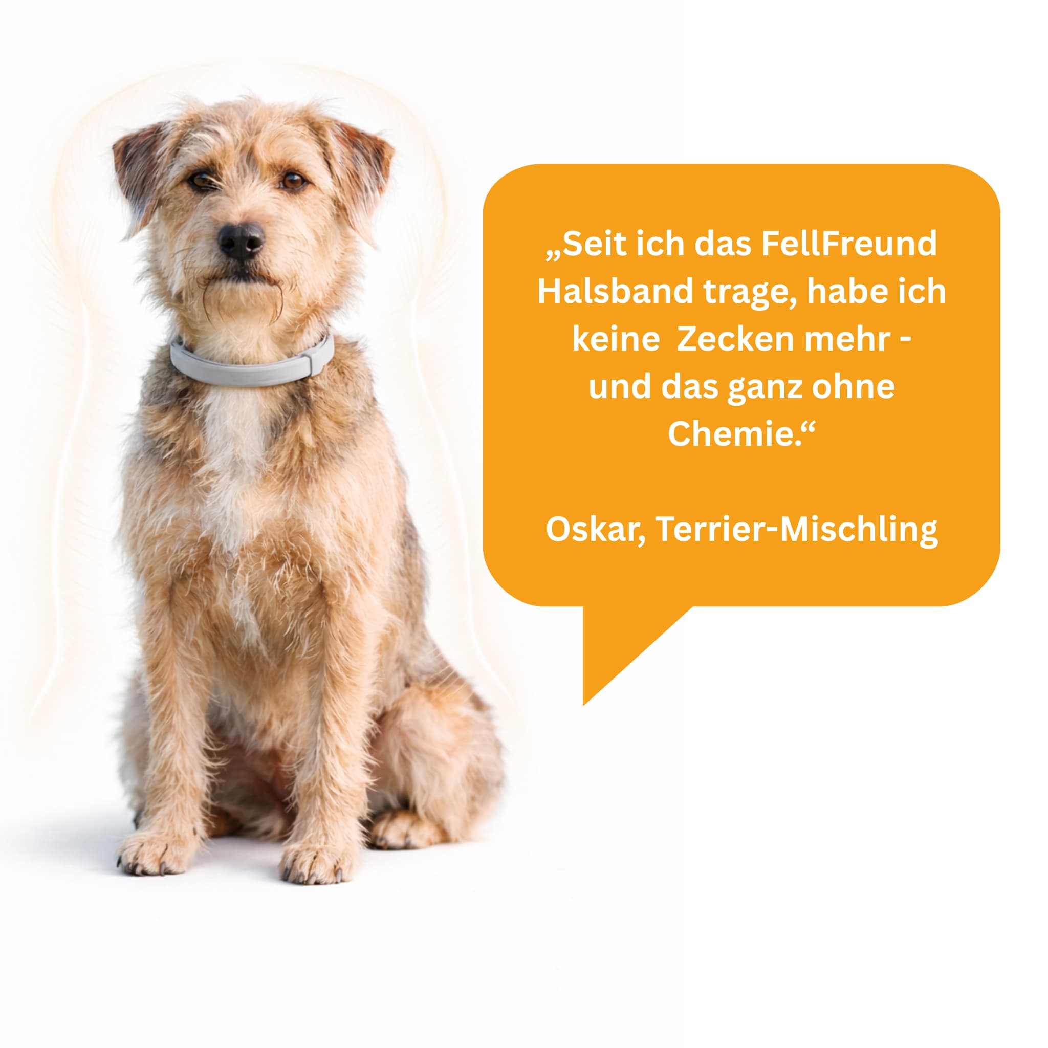 Floh- und Zeckenschutz Halsband für Hunde