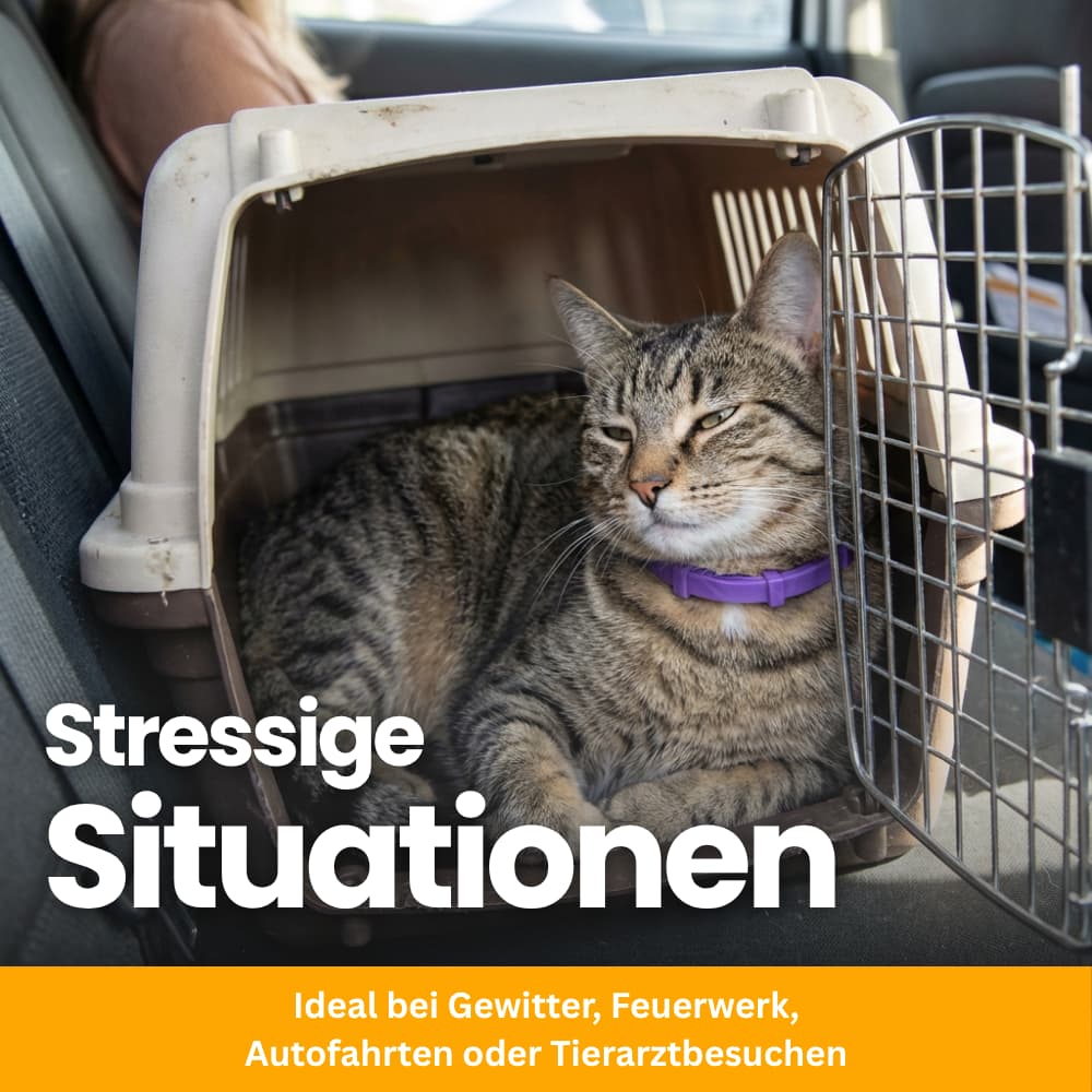 Tierfreundliches Anti-Stress Halsband für Katzen