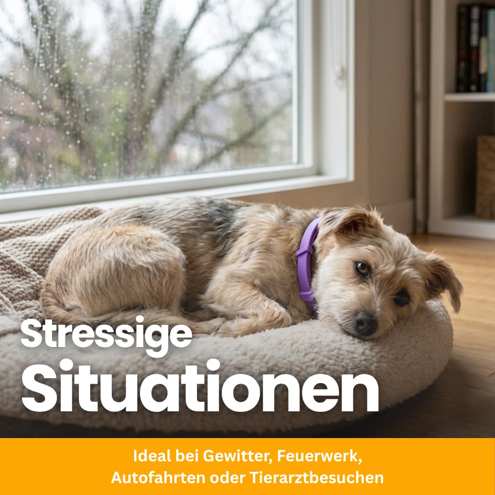 Tierfreundliches Anti-Stress Halsband für Hunde