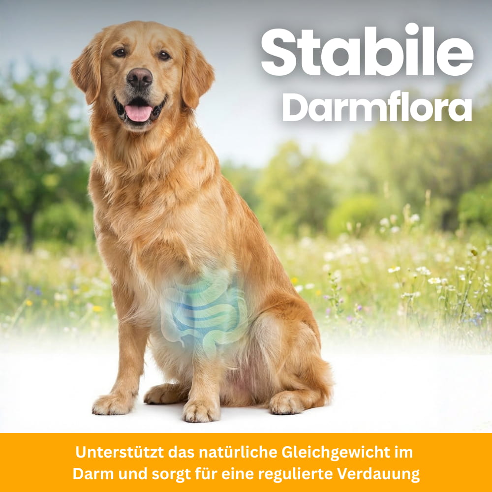 Hunde-Probiotika für Darm & Immunsystem