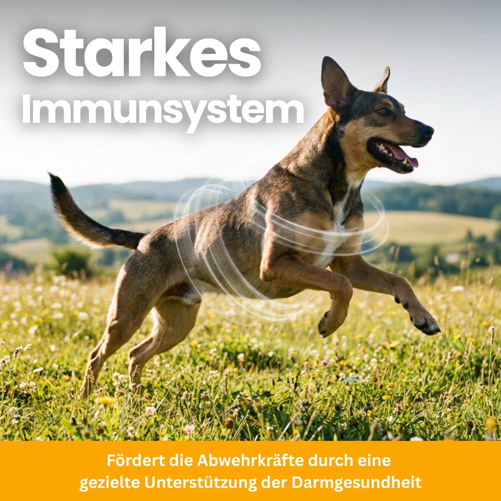 Hunde-Probiotika für Darm & Immunsystem